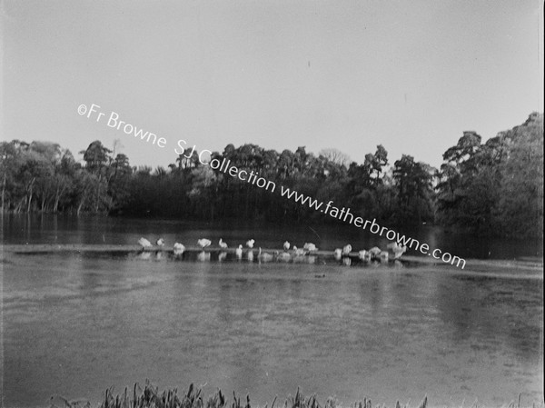 DUCKS ON LAKE